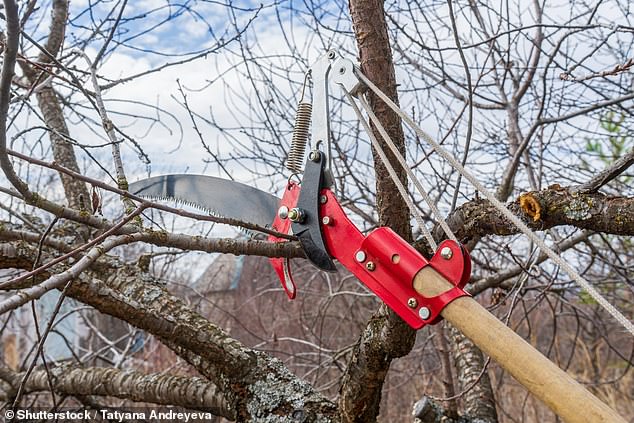 The Blade Runners appear to be using tree loppers to cut the cables of the ULEZ cameras. In July, Transport for London said 200 cameras had been vandalised or stolen