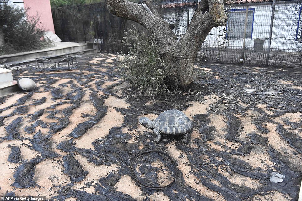 Remains of melted lawn - included a statue of a tortoise - are seen in the yard of a burnt-out house following the wildfire in Saint-Andre on Tuesday