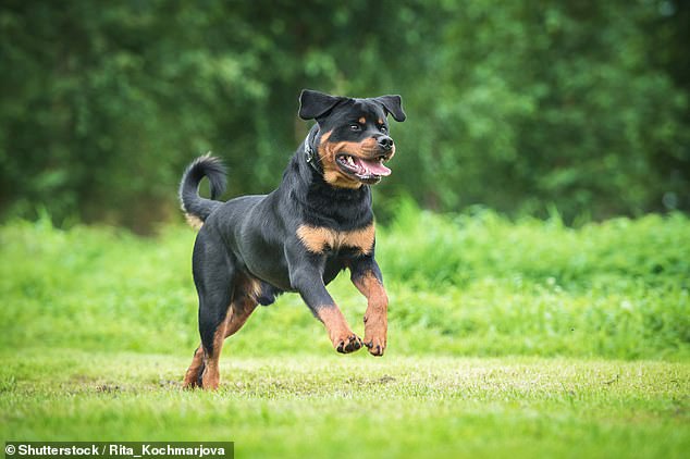 The animal died on impact and the dog's owner is said to be distraught, according to a report (stock image)