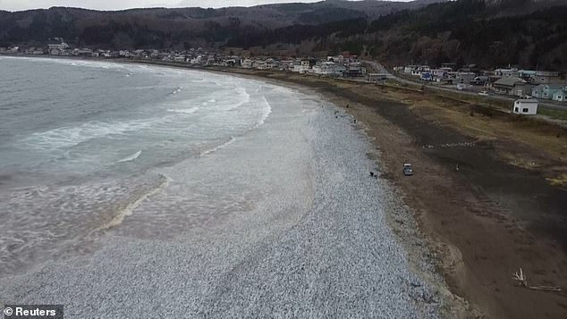 The sardines and some mackerel washed ashore in Hakodate on Japan's northernmost main island of Hokkaido on Thursday morning