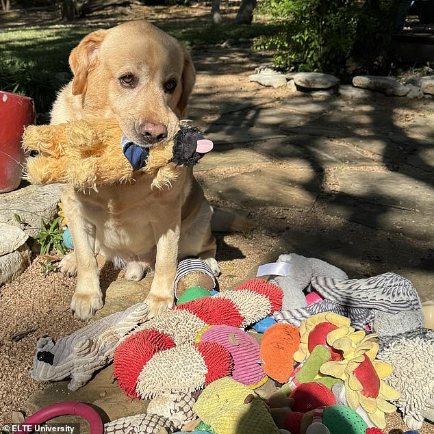 You might think that the owners of gifted dogs might have a professional dog training background themselves. However, the researchers found no link between the owner's level of experience and the dogs' ability to remember names. Pictured: Augie