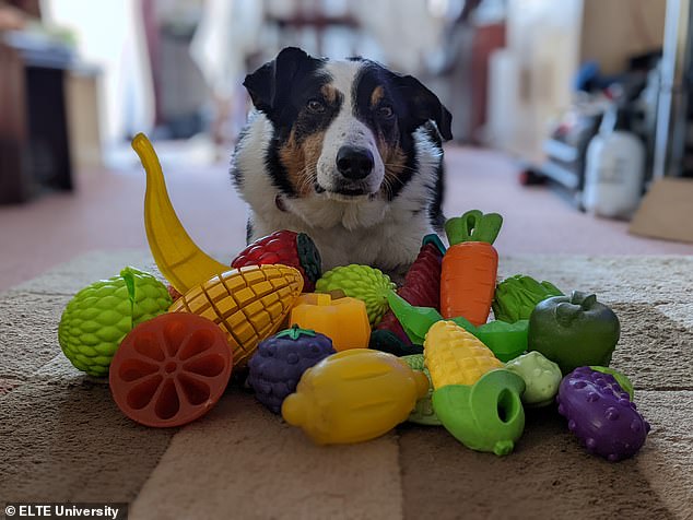 In total, the researchers found 41 GWL dogs from nine countries - the US, the UK, Brazil, Canada, Norway, Netherlands, Spain, Portugal and Hungary. Pictured: Bryn