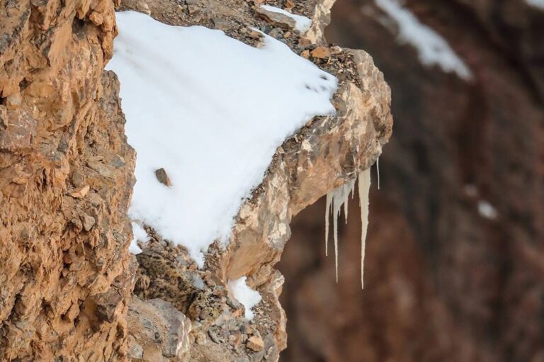 You have the eyes of a hawk if you can spot the rare snow leopard camouflaged on icy mountain peak
