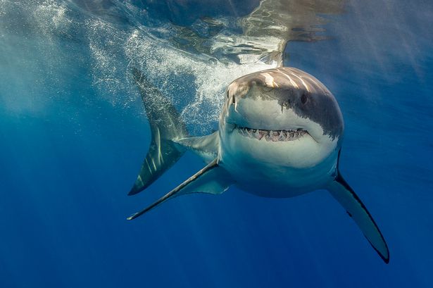 'Cocaine sharks’ may be eating drugs dumped in sea as marine biologist notes erratic behaviour