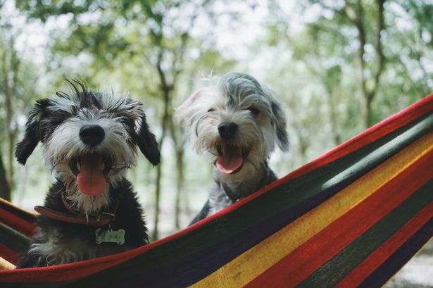 Adorable changes in your dog's behaviour can signal that they've fallen in love Adorable changes in your dog's behaviour can signal that they've fallen in love