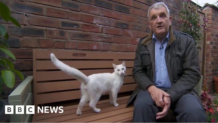 Friendly cat interrupts BBC reporter during live broadcast