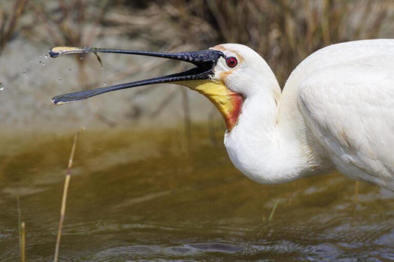 Spoonbills return to Norfolk Broads for first time in nearly 400 years – Channel 4 News