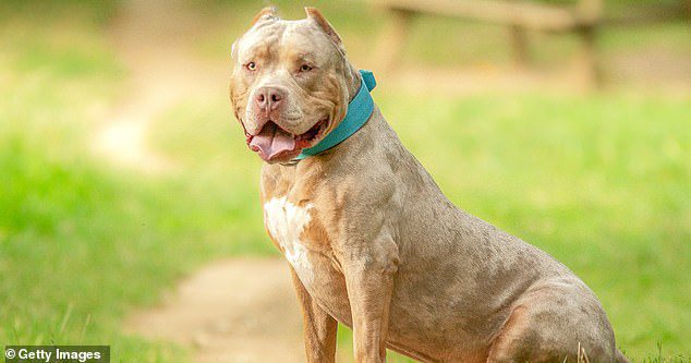 American XL Bully dogs are officially banned: New rules are revealed with owners barred from selling or breeding them and all animals having to be neutered – and requiring muzzle and lead in public