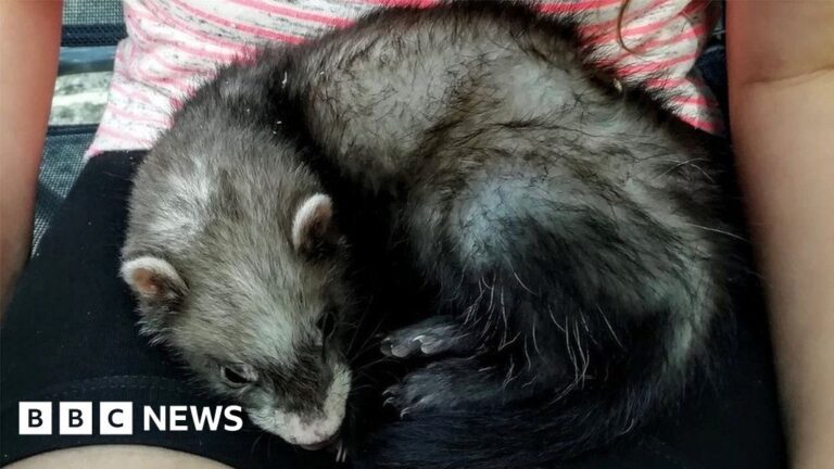 Surrey family pleads for return of stolen pet ferrets