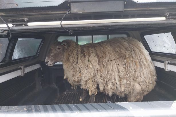 'Loneliest sheep' trapped on Scots cliff for two years rescued by hero climbers