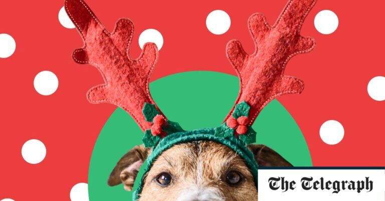 Best Christmas gifts for dogs 2023 Best Christmas gifts for dogs 2023