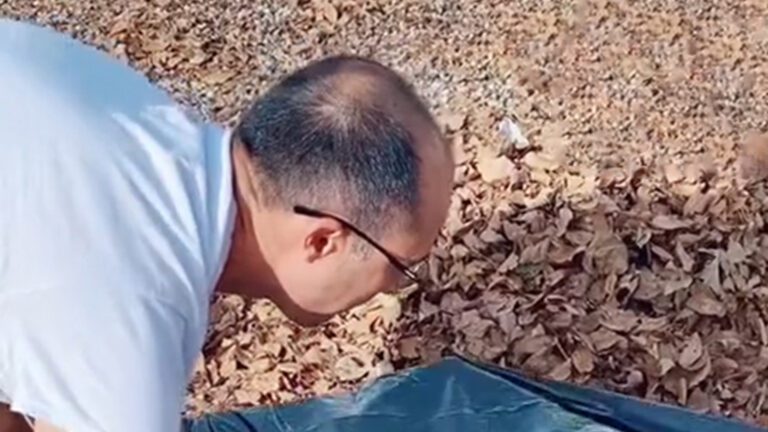 My easy ‘cardboard hack’ makes leaf cleanup easy – and it uses an item everyone has at home My easy ‘cardboard hack’ makes leaf cleanup easy – and it uses an item everyone has at home