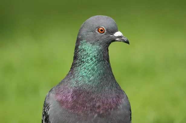 Girl, 2, dies after catching rare virus from a pigeon leaving medics baffled Girl, 2, dies after catching rare virus from a pigeon leaving medics baffled