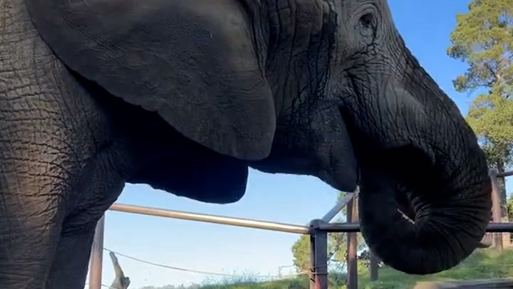 Elephant ‘purrs’ with happiness as he enjoys afternoon snack | Lifestyle