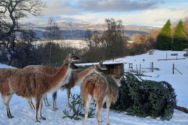 Christmas lunch with a glimpse of a llama or two as Comrie zoo invites community to share meal