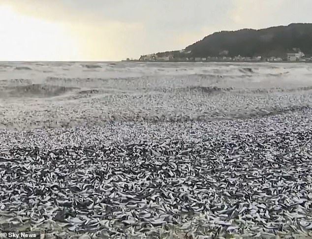 Thousands of tons of dead fish wash ashore in Japan – three months after the nation released treated Fukushima radioactive water into the sea