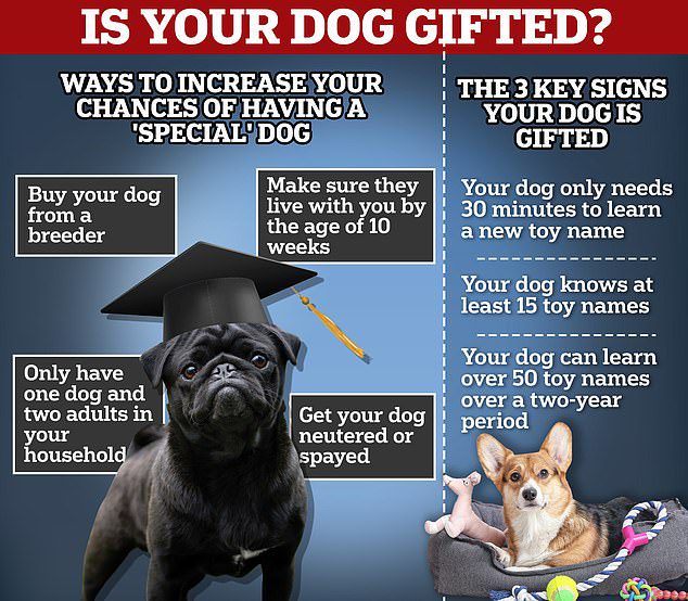 Is YOUR dog gifted? Scientists reveal the 3 key signs to look out for – and the ways you can boost your chances of having a ‘special’ pooch