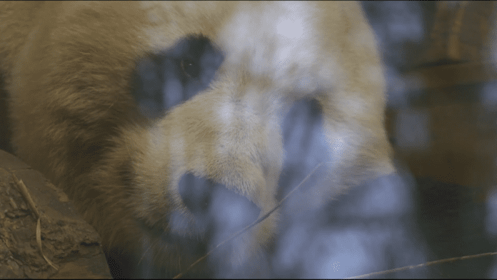 PANDAS-SAMSON-1920x1080.png