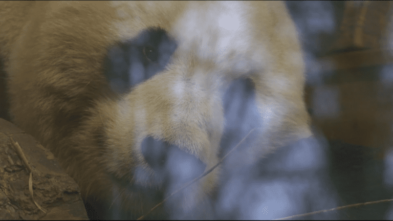 UK’s final two giant pandas begin journey back to China – Channel 4 News