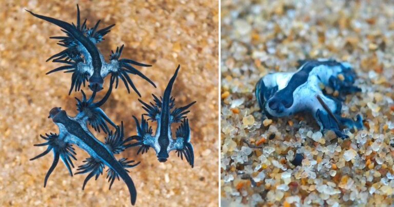 Hundreds of venomous deep sea creatures wash up on Indian beach | World News Hundreds of venomous deep sea creatures wash up on Indian beach | World News