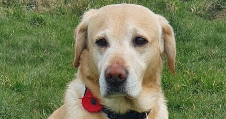 Owner’s plea to help find deaf and blind dog, 15, missing for 12 days | UK News Owner’s plea to help find deaf and blind dog, 15, missing for 12 days | UK News