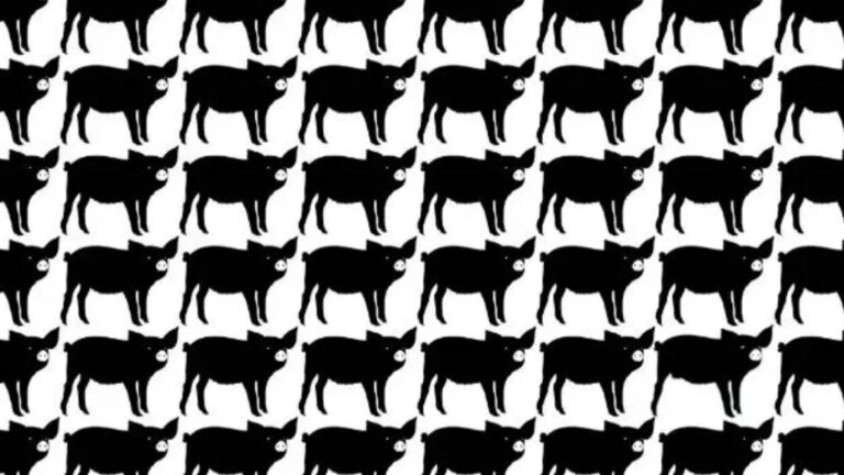 Everyone can see the pigs – but can you spot the odd one out in under ten seconds? Everyone can see the pigs – but can you spot the odd one out in under ten seconds?