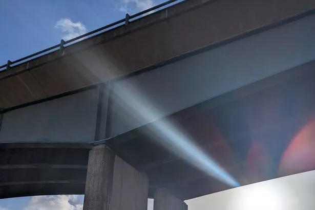 Muzzled XL bully dies after being thrown off bridge in 'callous and sickening act'