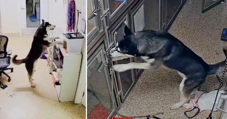 Rescue dog stages jailbreak, fails to free friends, has party instead | US News Rescue dog stages jailbreak, fails to free friends, has party instead | US News