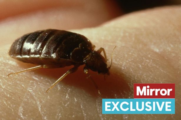 UK bed bug infestation as major government building evacuated