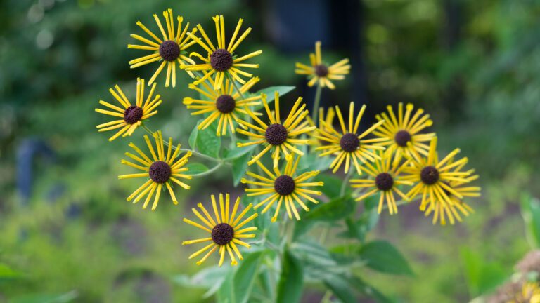 I’m a gardening expert – 5 beginner-friendly plants that are easy to grow, a star-shaped flower attracts butterflies